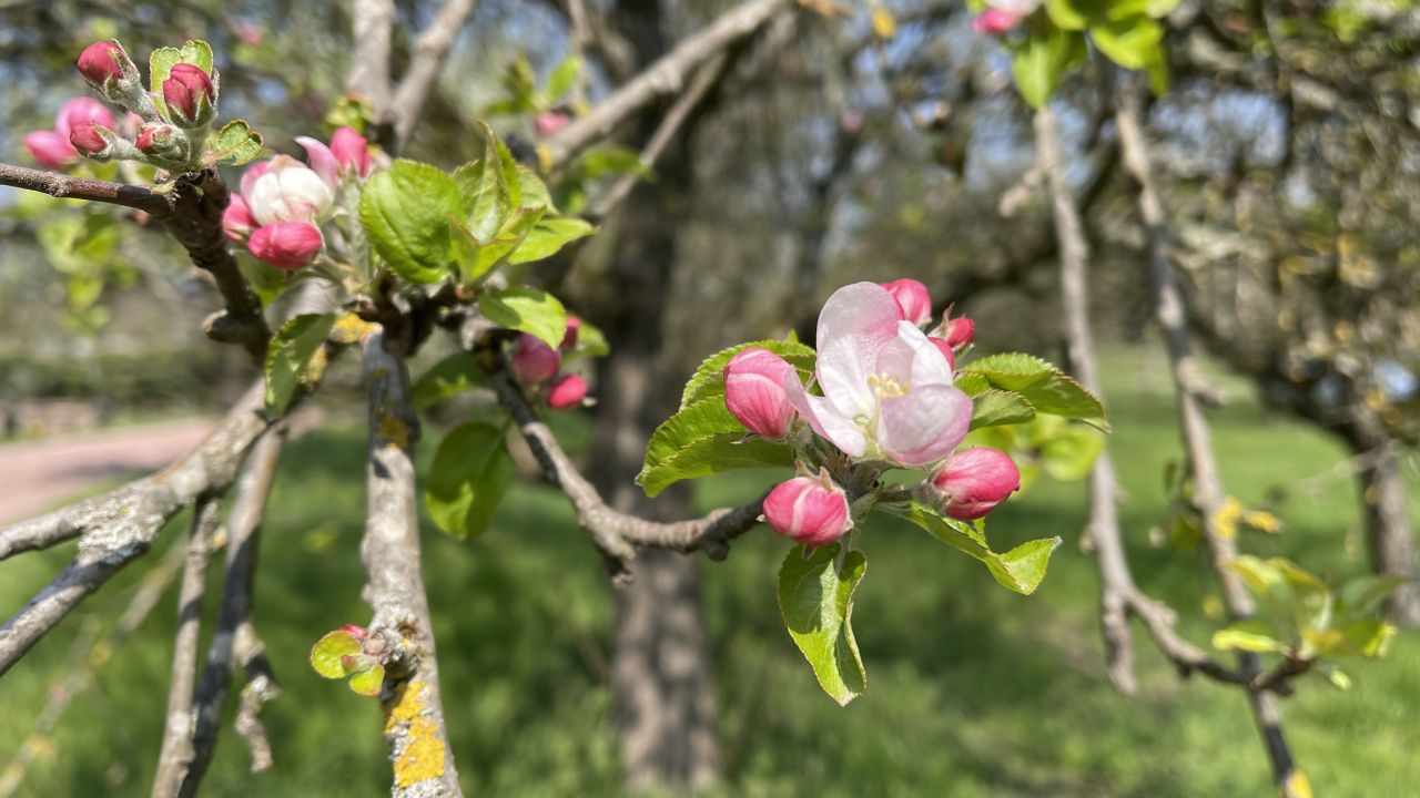 Apfelblüte