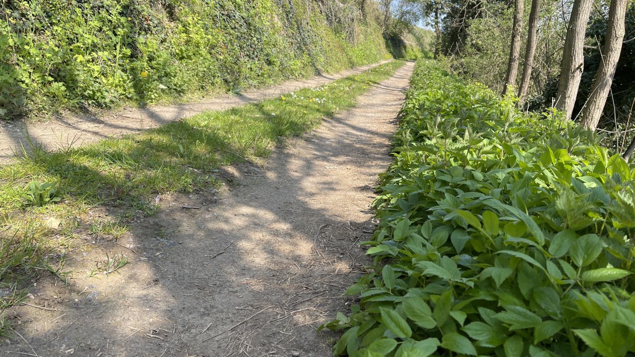 Frühlingsgrün