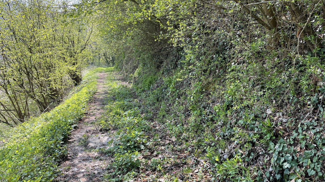 Grüner Tunnel