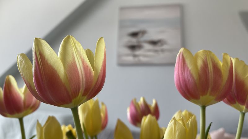 Tulpen