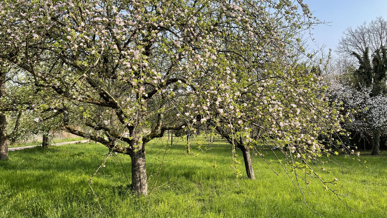 Apfelbaum