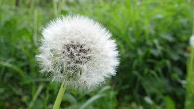 Pusteblume