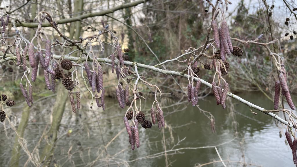 Erle am Wasser